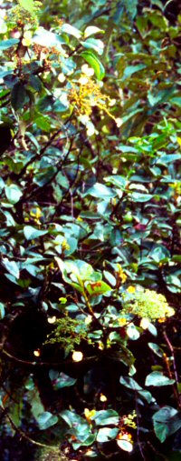 Hydrangea aff. steymarkii